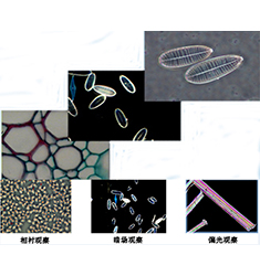 BI-23 双目生物显微镜